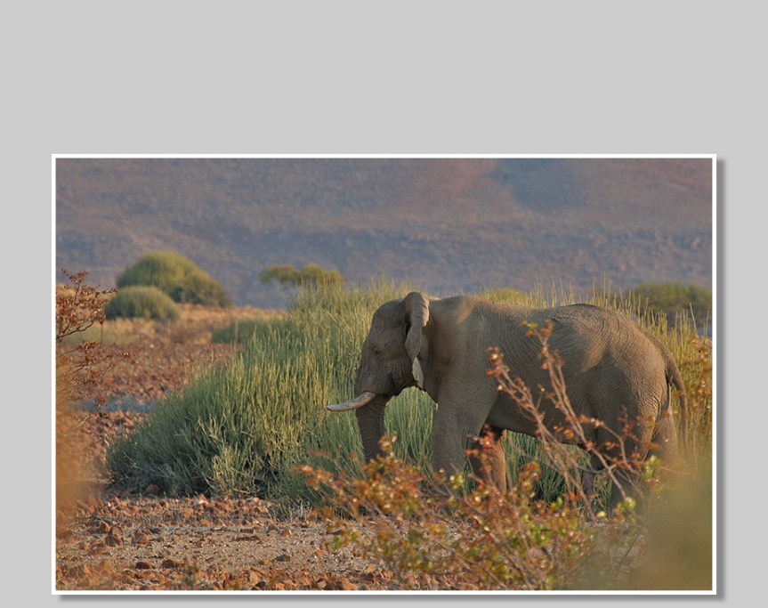 Desert elefant